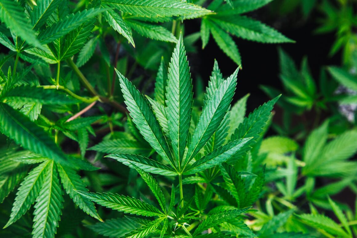 Ohio Has Voted YES to Legalize Recreational Marijuana – Now What?